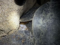 เต่าตนุวางไข่สำเร็จนับร้อยฟอง บนหาดอ่าวเสน ราไวย์