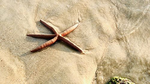 ภาพ Starfish to be Rescued โดย Tim Loic