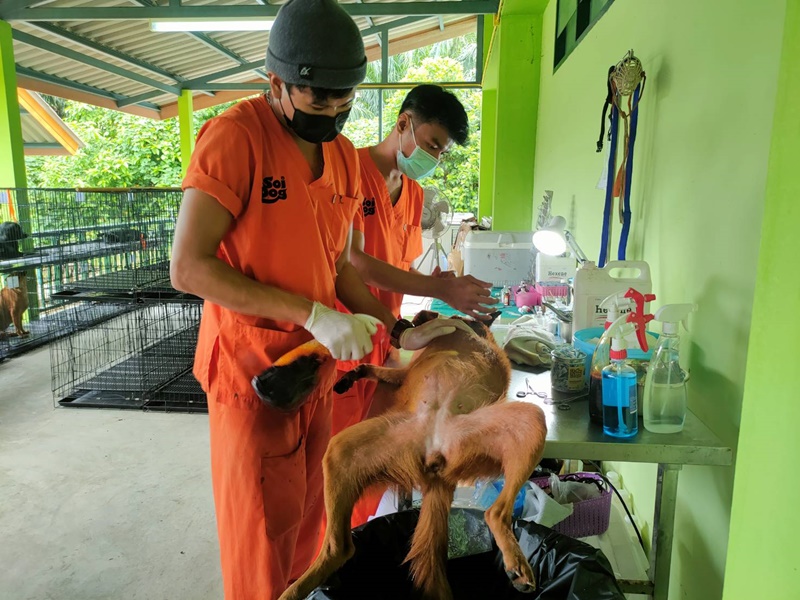 à¸ à¸²à¸ à¸¡à¸¹à¸¥à¸à¸´à¸à¸´à¹à¸à¸·à¹à¸­à¸ªà¸¸à¸à¸±à¸à¹à¸à¸à¸­à¸¢